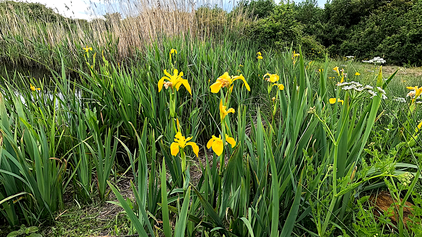 My 2026 A3 Wall Calendar (29.7cm x 42cm)